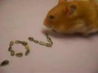 hamster writes about love