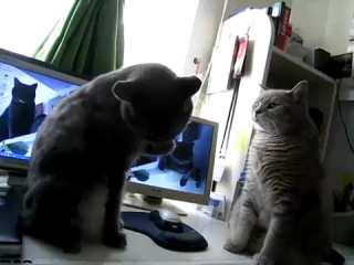 two cats are playing patty